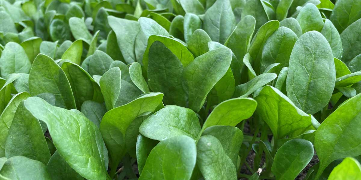 Syngenta potenzia l'offerta di spinacio per la Piana del Sele 